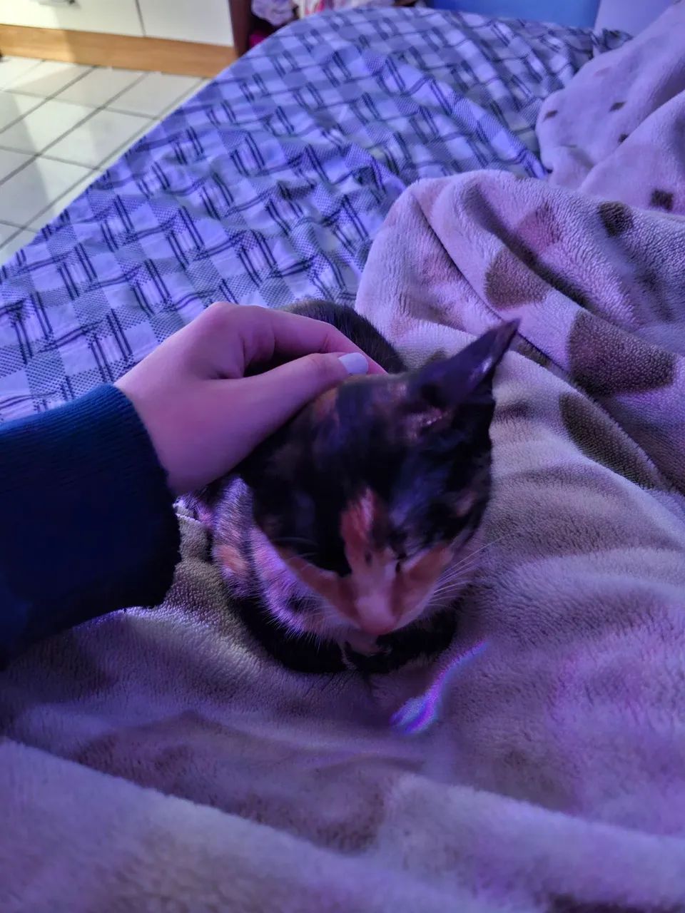 Doação de gatinha - gatinha tricolor - Foto 3
