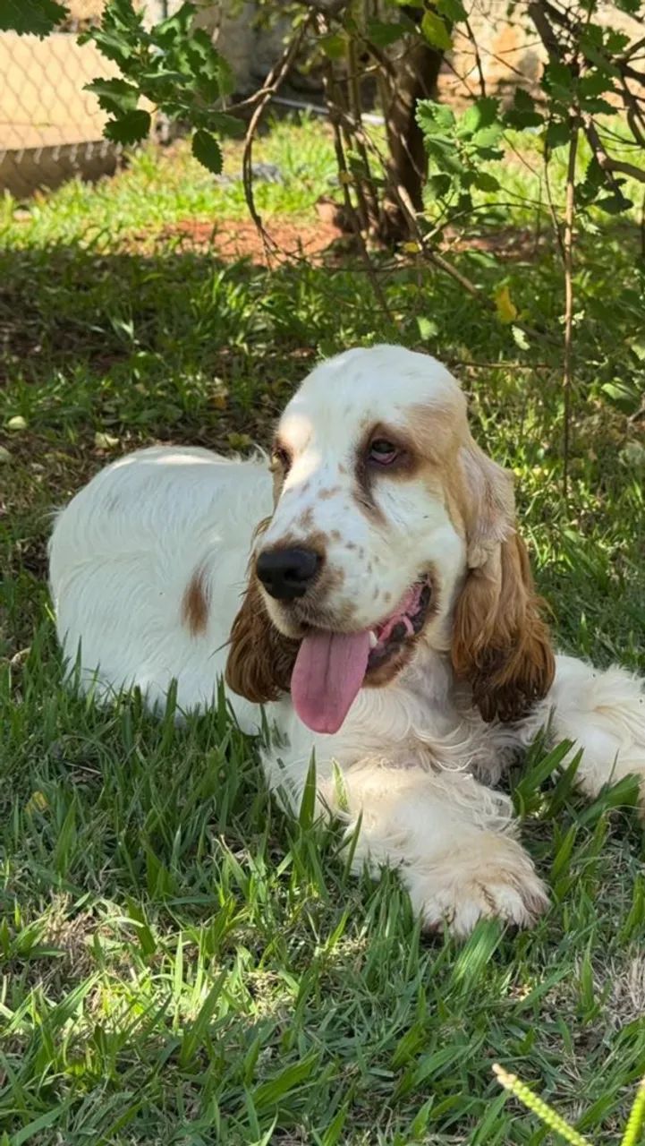 Cocker Spaniel inglês  - Foto 2