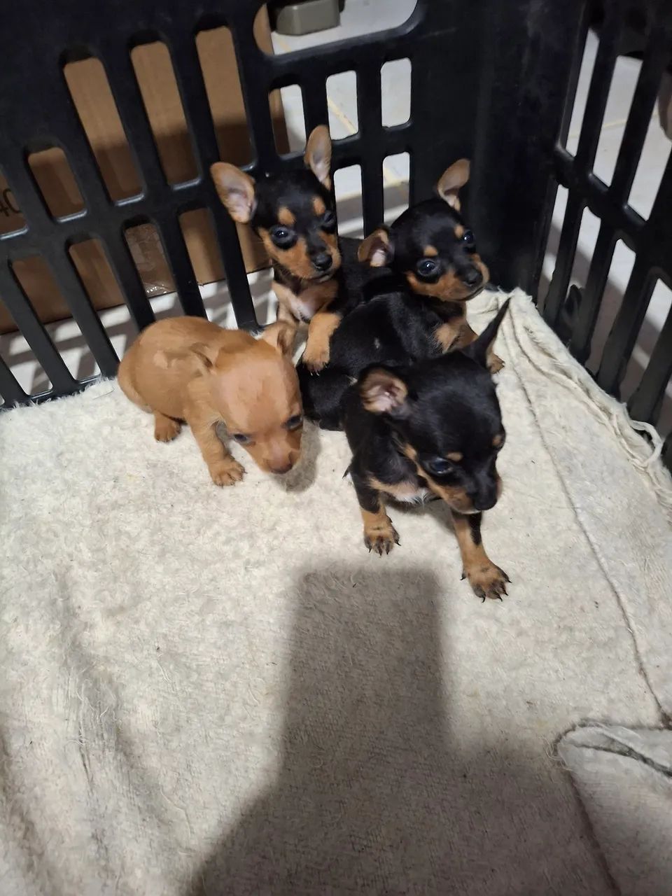 Pinscher Lindos  - Foto 2