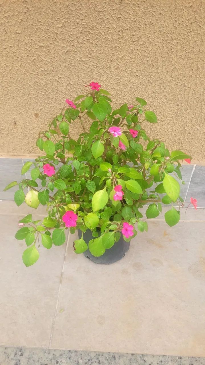Plantas diversas 