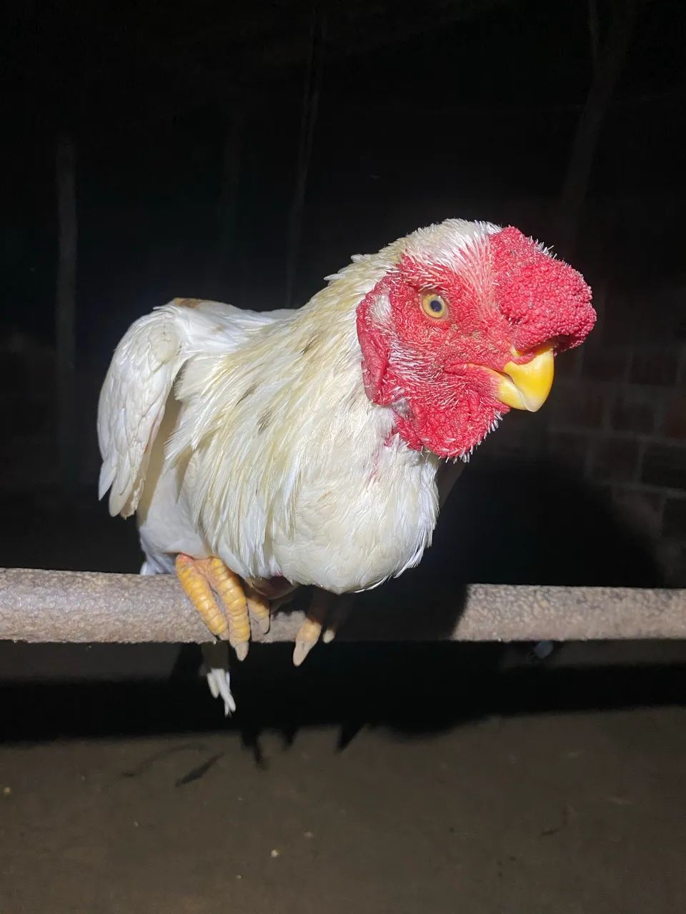 Frango Bico curto - Foto 3