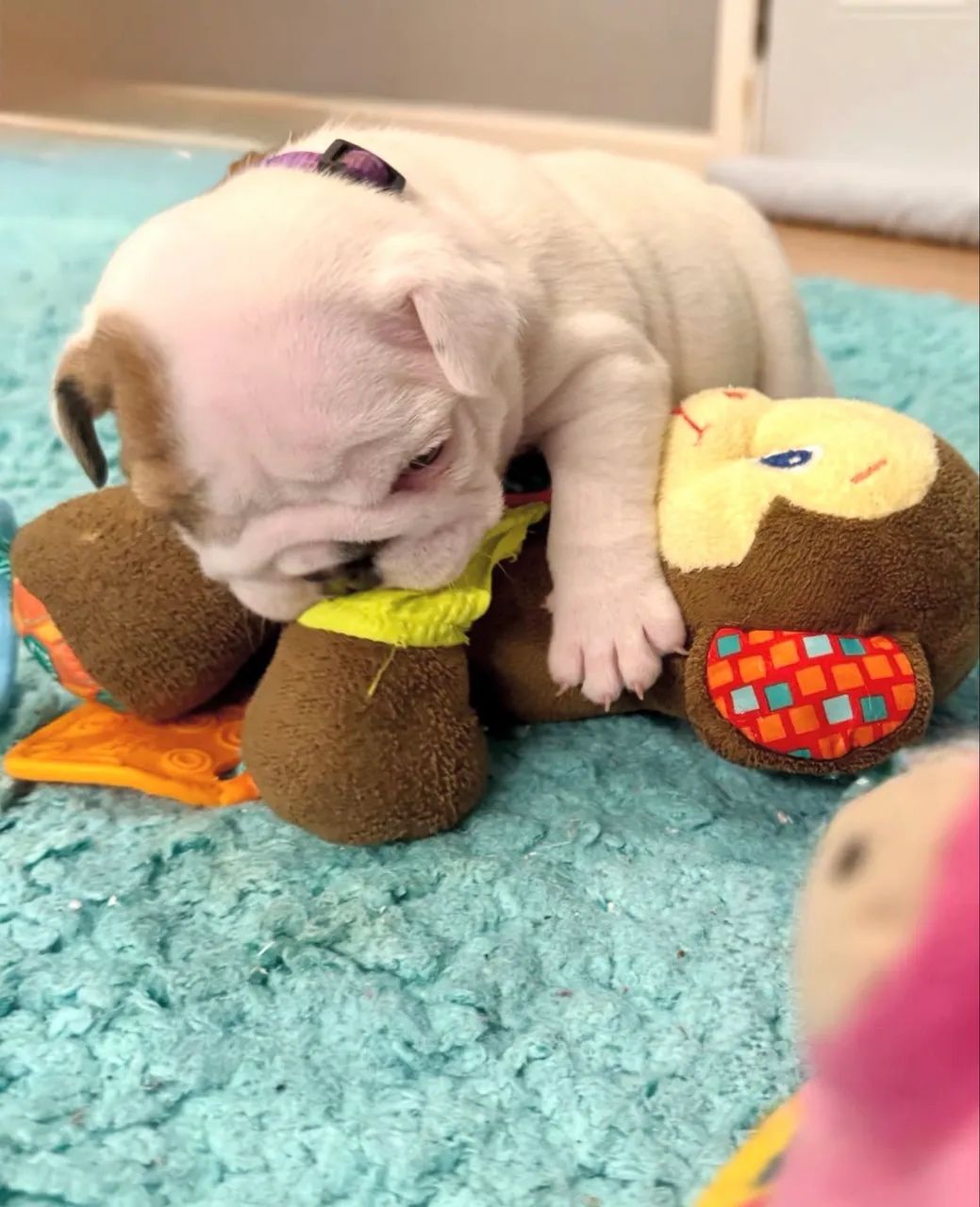 Filhote de Buldogue inglês  - Foto 4