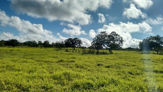 Fazenda em Ribeira do Pombal - Foto 10