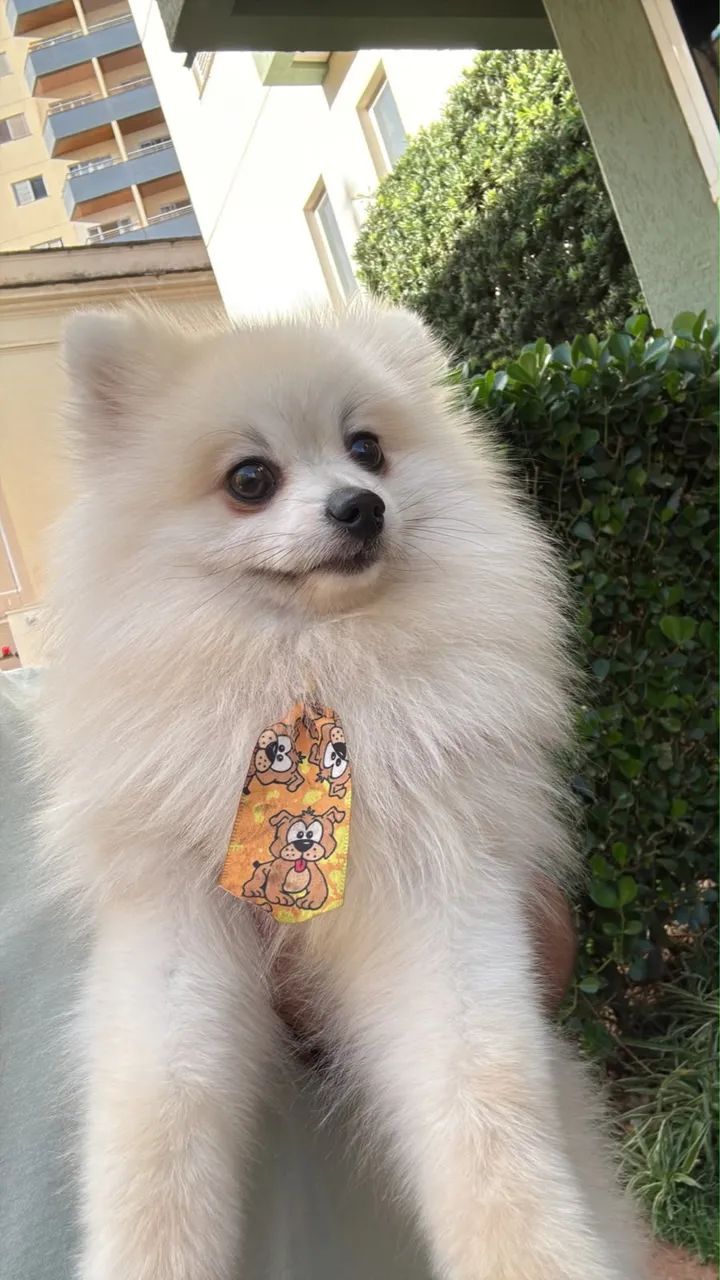 Spitz alemão  - Foto 2