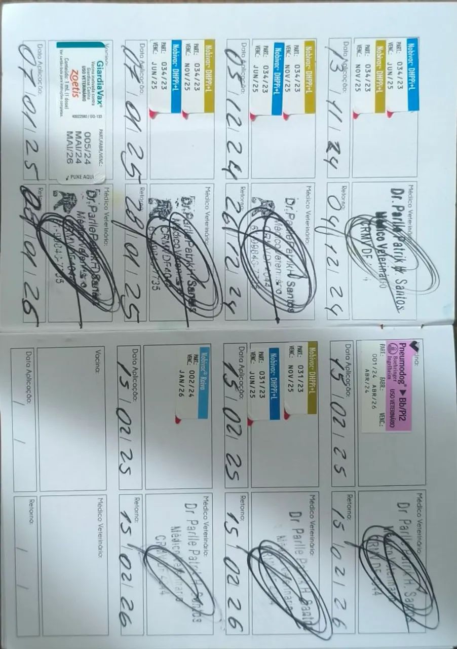 Adoção responsável  - Foto 4
