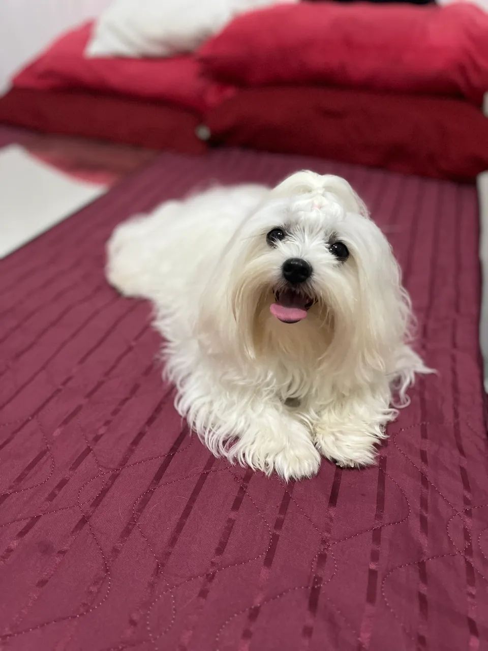 Maltês para reserva  - Foto 4