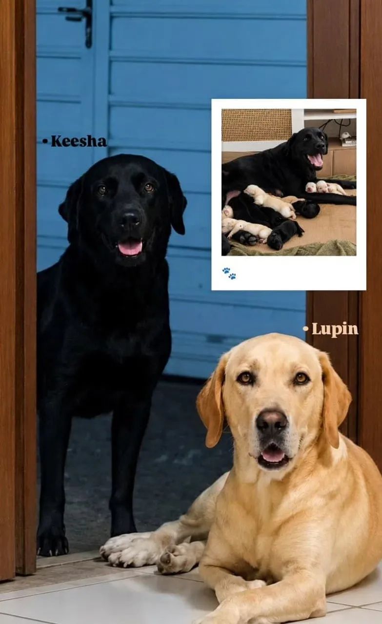 Labrador retriever  - Foto 4