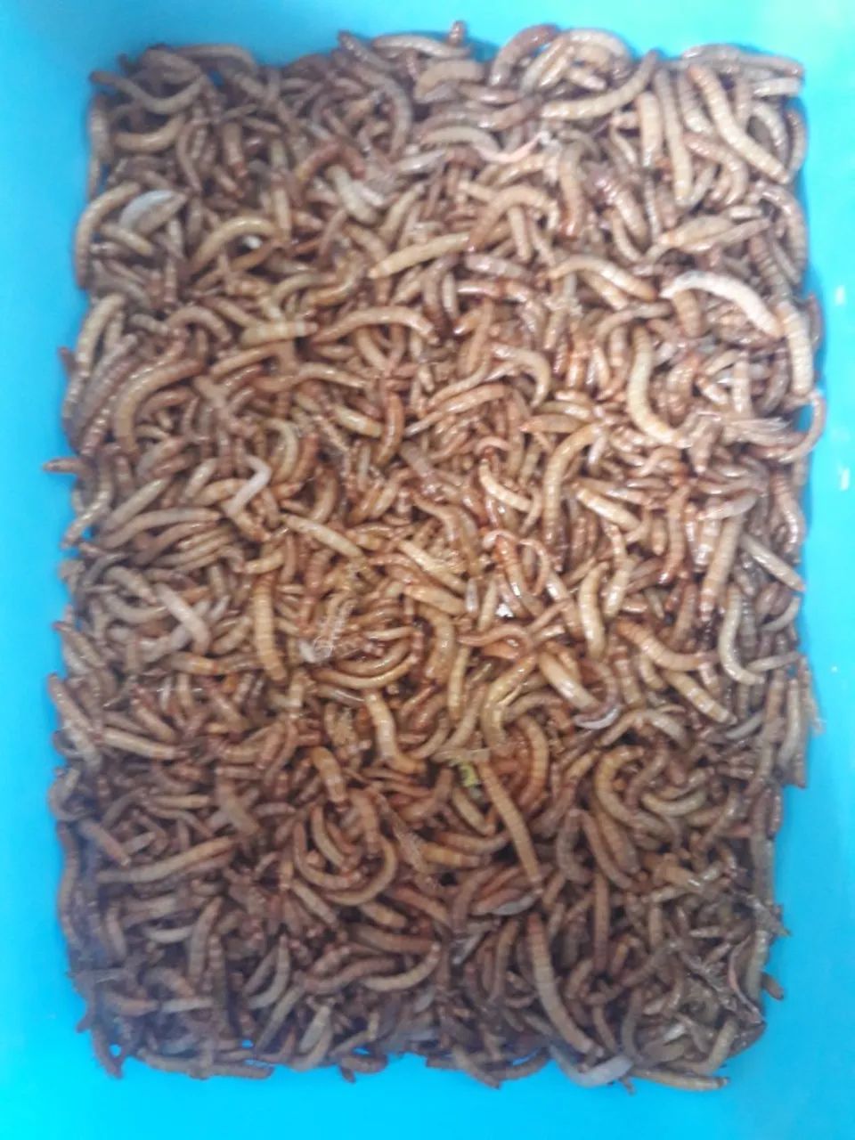 Tenebrio Molitor - Larvas vivas
