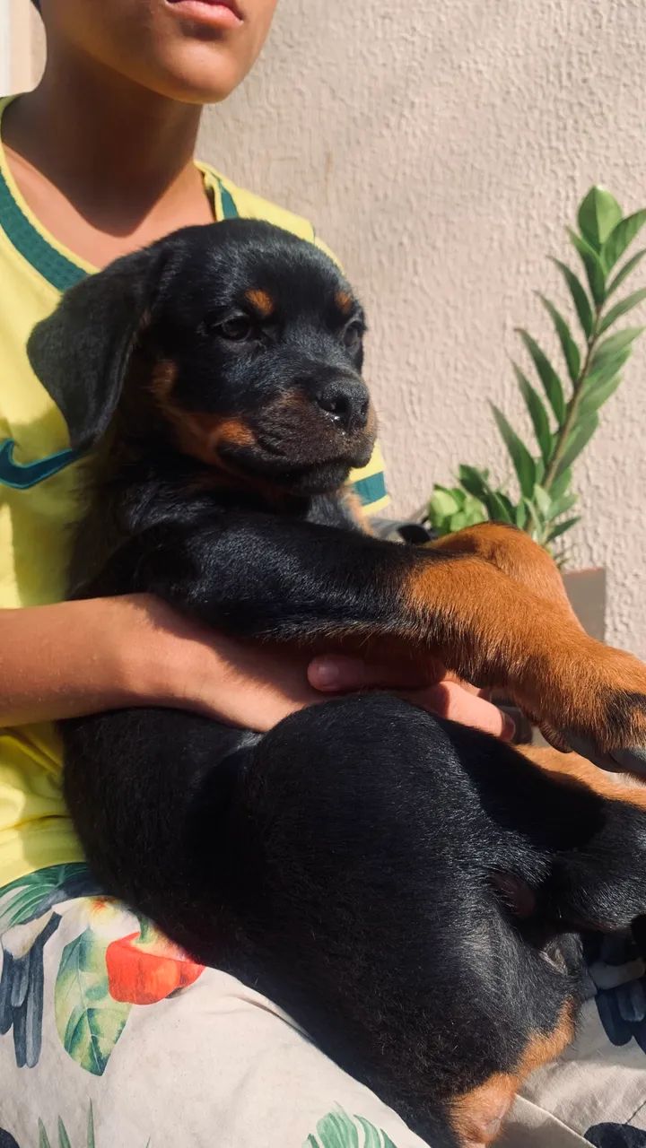 Rottweiler  - Foto 2