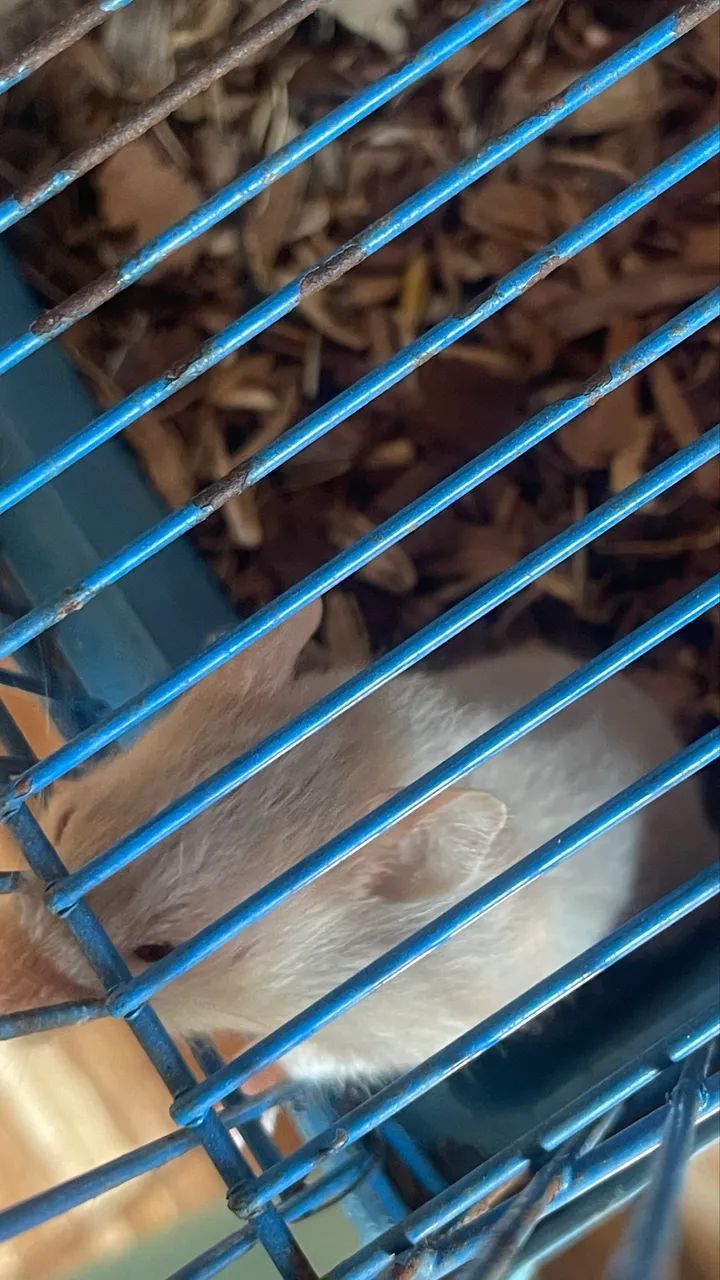 Hamster sírio - Foto 4