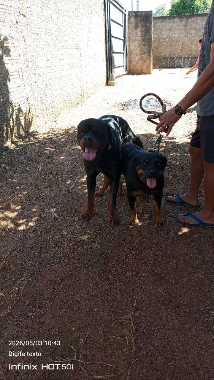 Rottweiler   - Foto 4