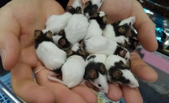 Topolinos puros 