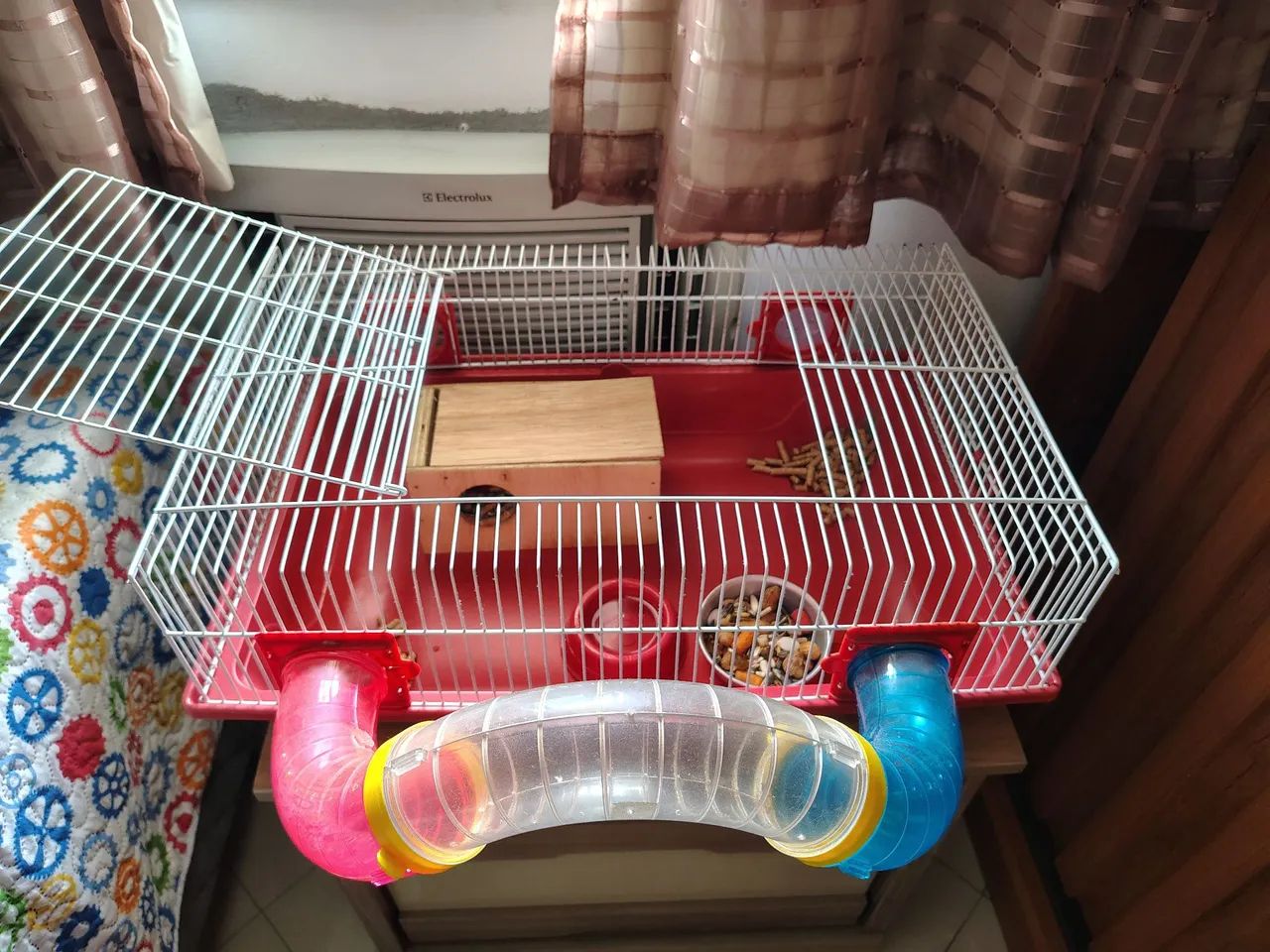 Hamster macho  - Foto 2