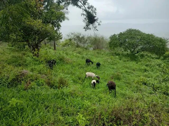 Sítio com 2.5 hectares pronto para morar. - Foto 4