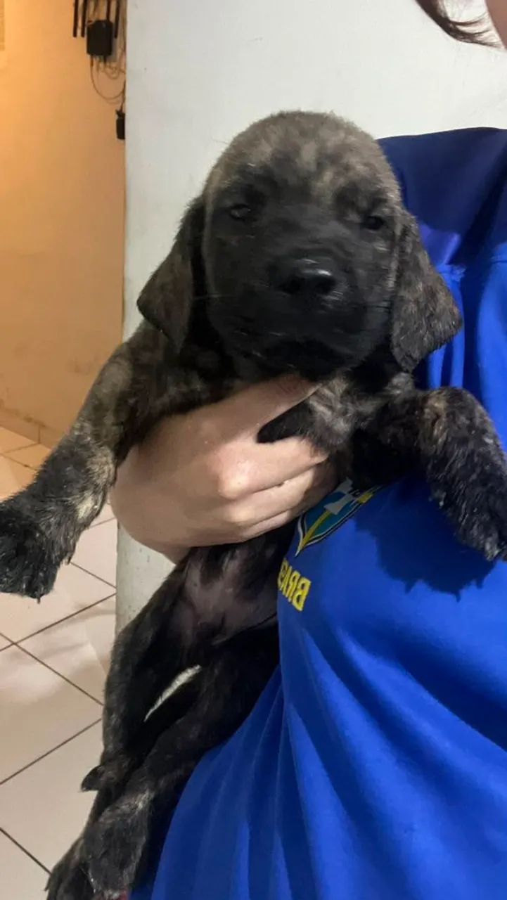 Fila Brasileiro - Foto 3