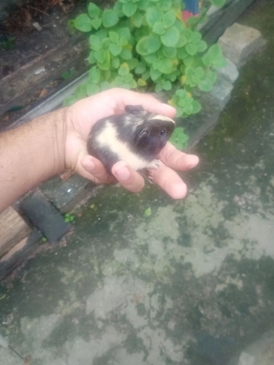 Porquinhos da índia filhotes machos 