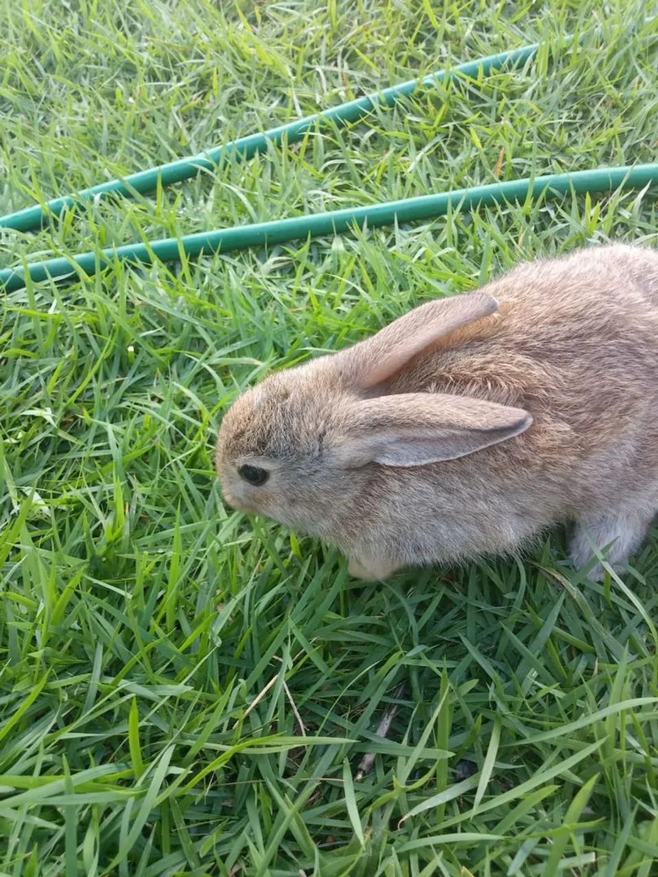 Coelhos  - Foto 2