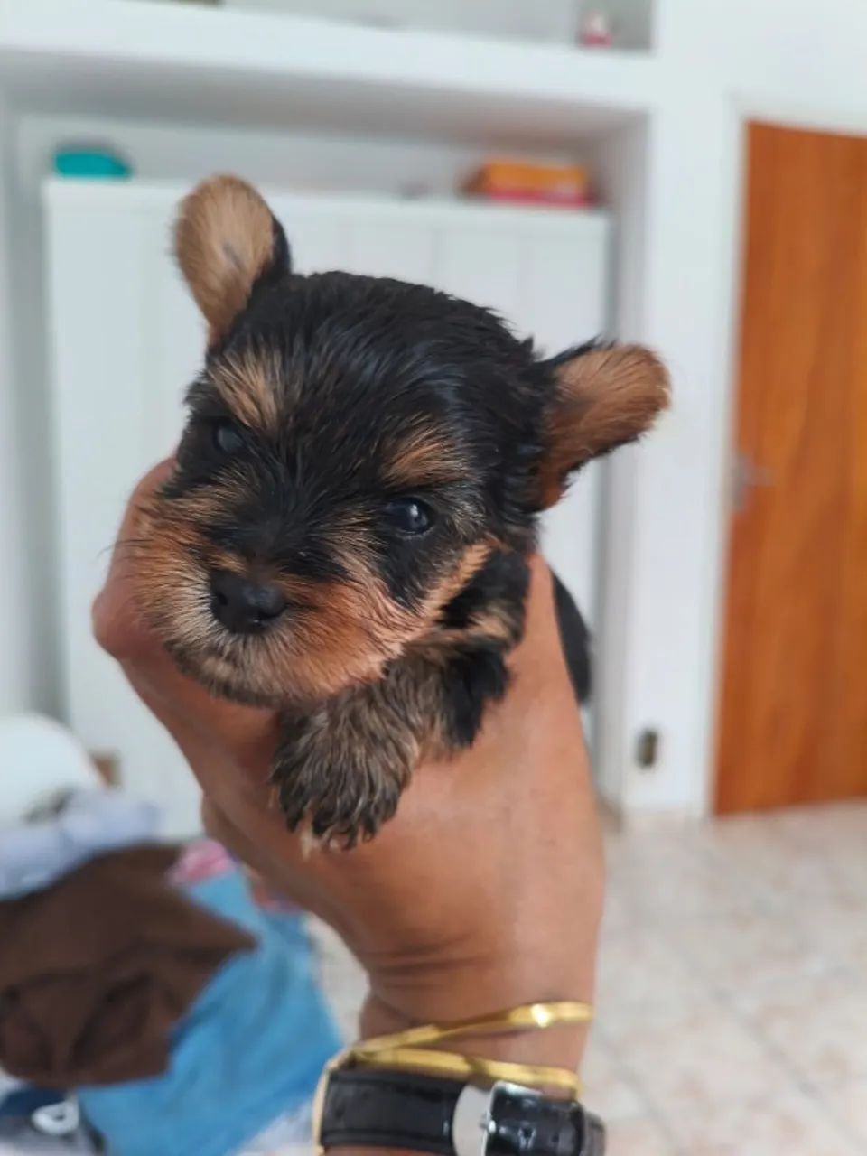 Vendemos cachorro de raça para canil pessoal 