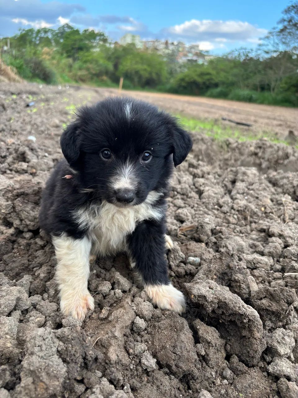 Border collie  - Foto 2