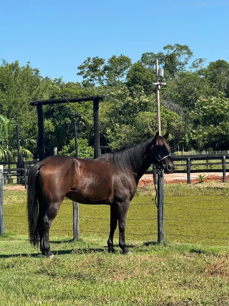 CAVALO QUARTO DE MILHA