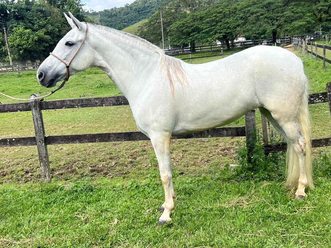 Égua mangalarga machador - Foto 2