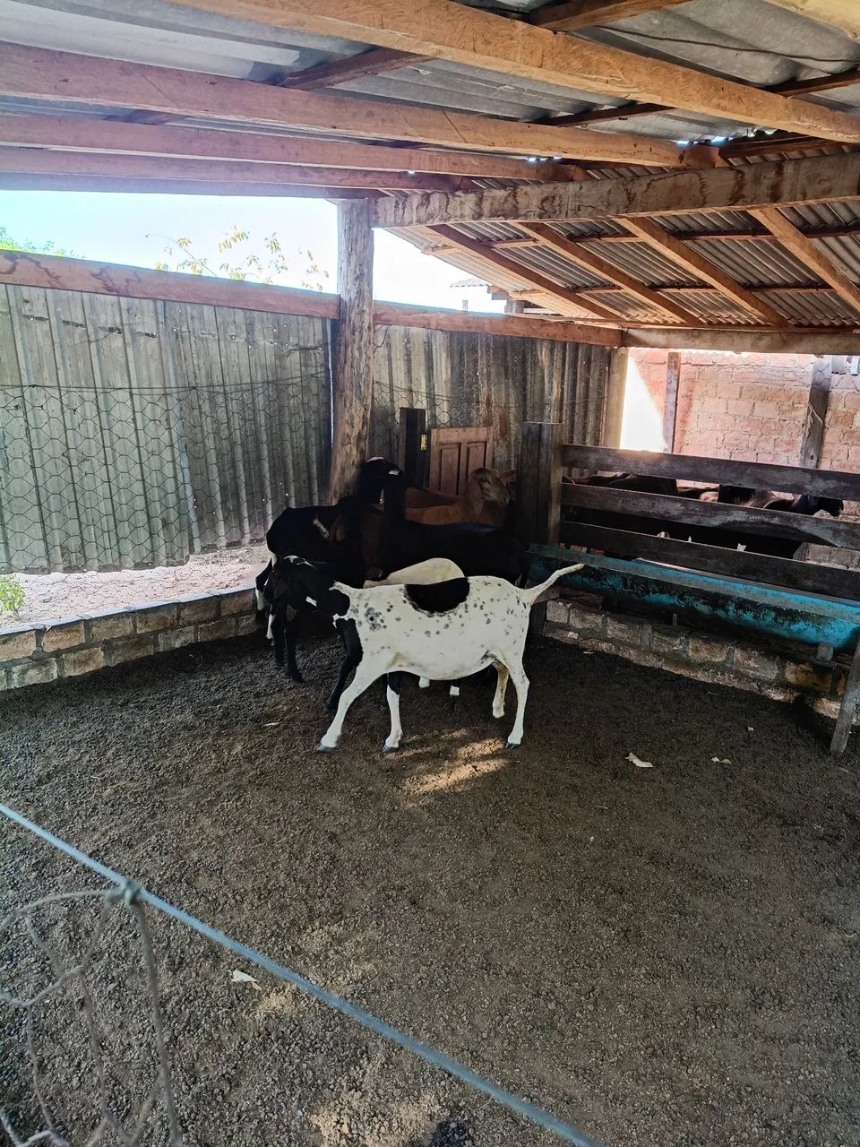 Caneiro Rinder Caneiro p reprodutor santo ines - Animais para agropecuária - Caçari ...