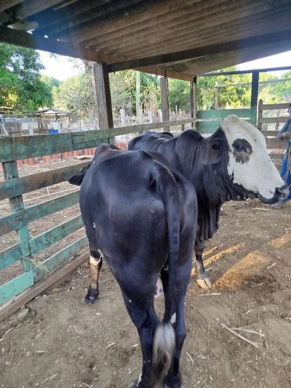 Vaca e boi - Foto 5