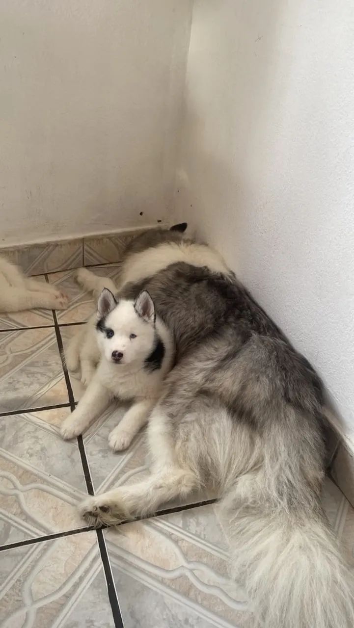 Filhote de husky macho  - Foto 2