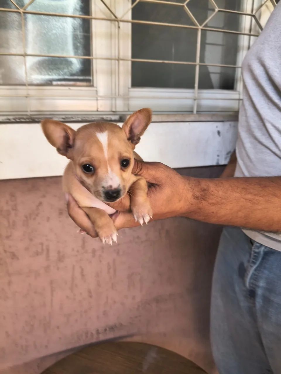 Pinscher zero 