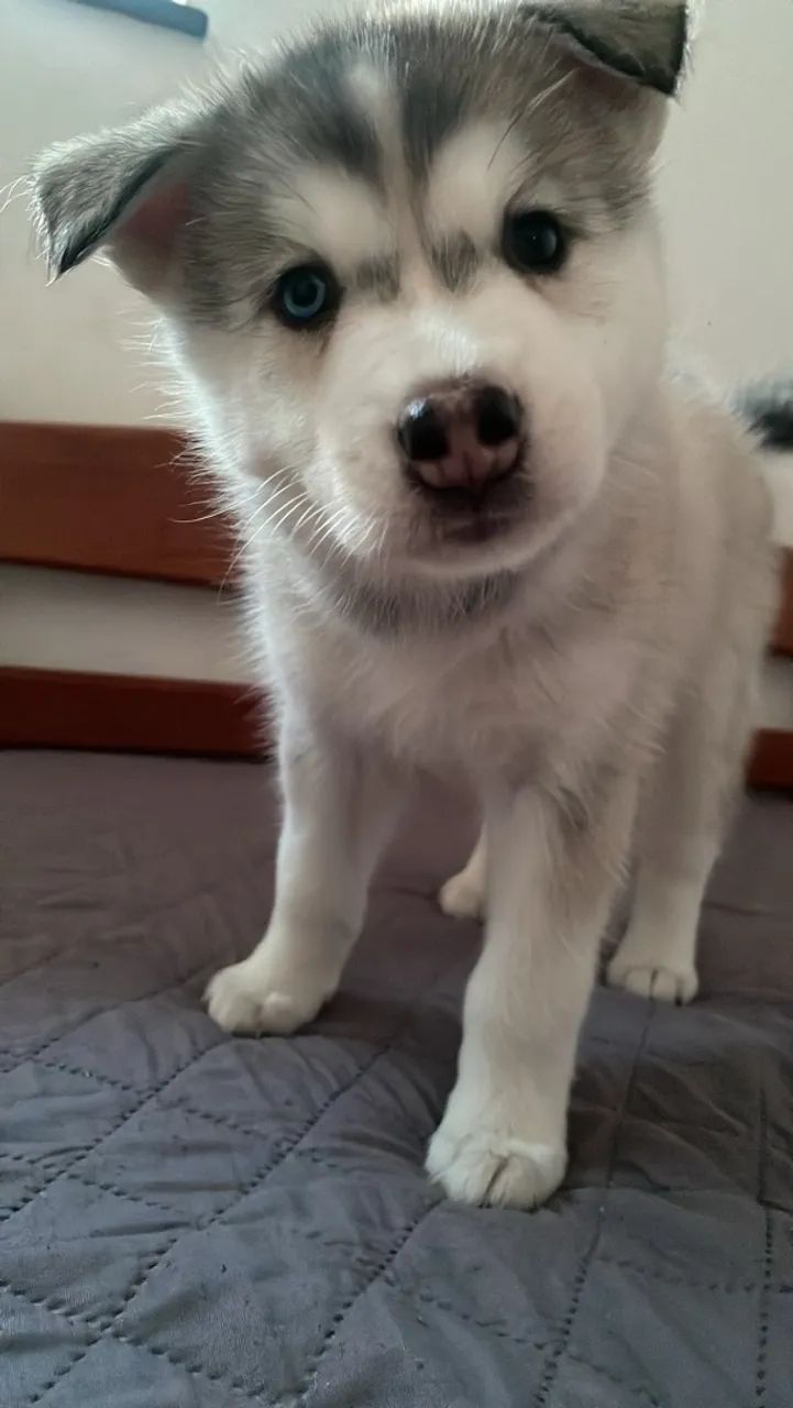 Husky - Foto 3