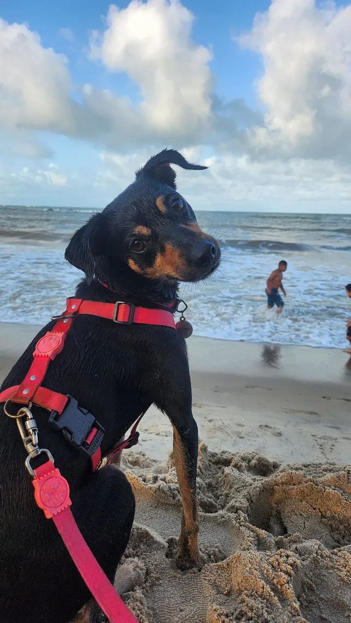 passeadora e adestradora de cães  - Foto 3