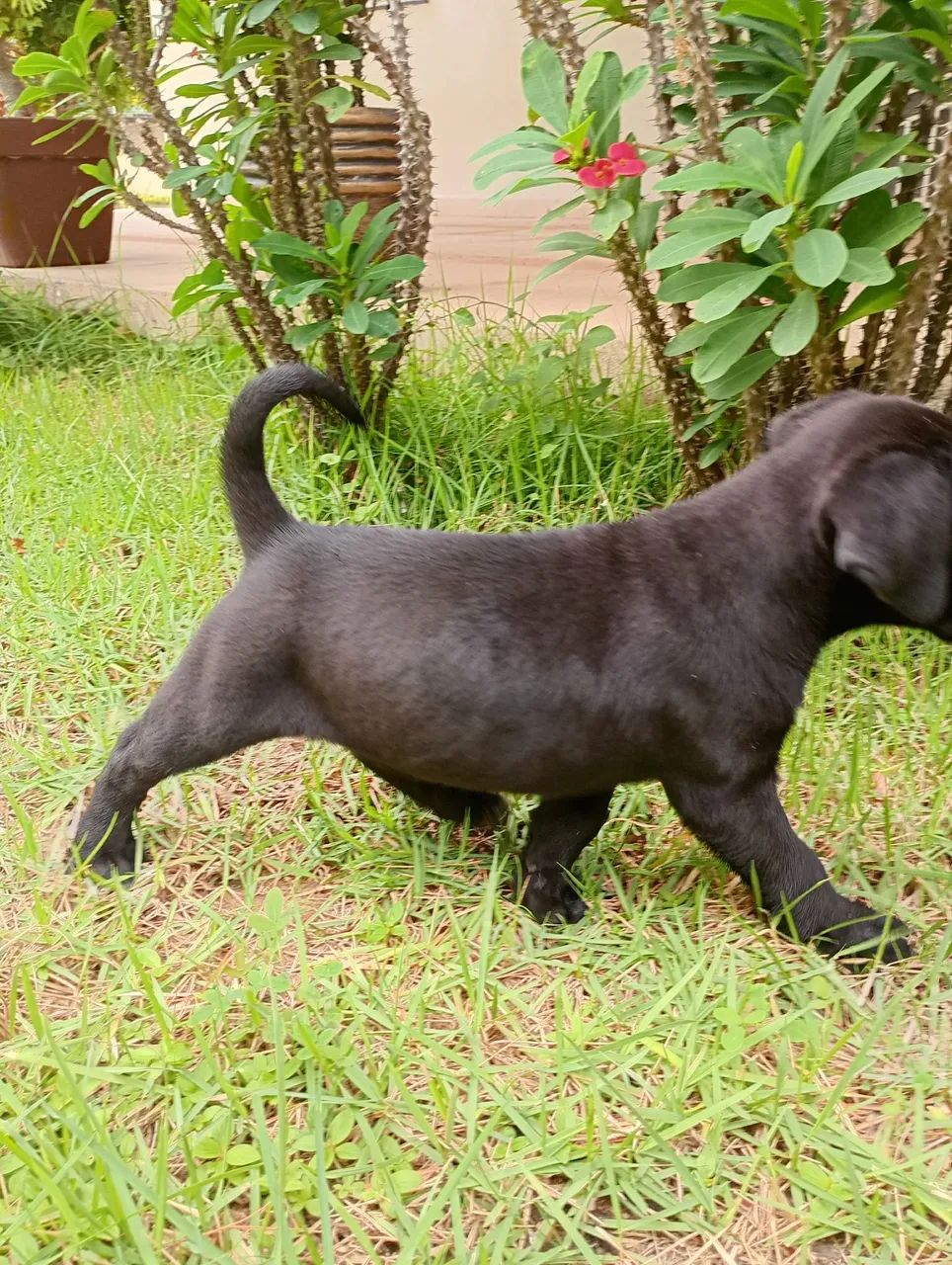 Cane corso  - Foto 3