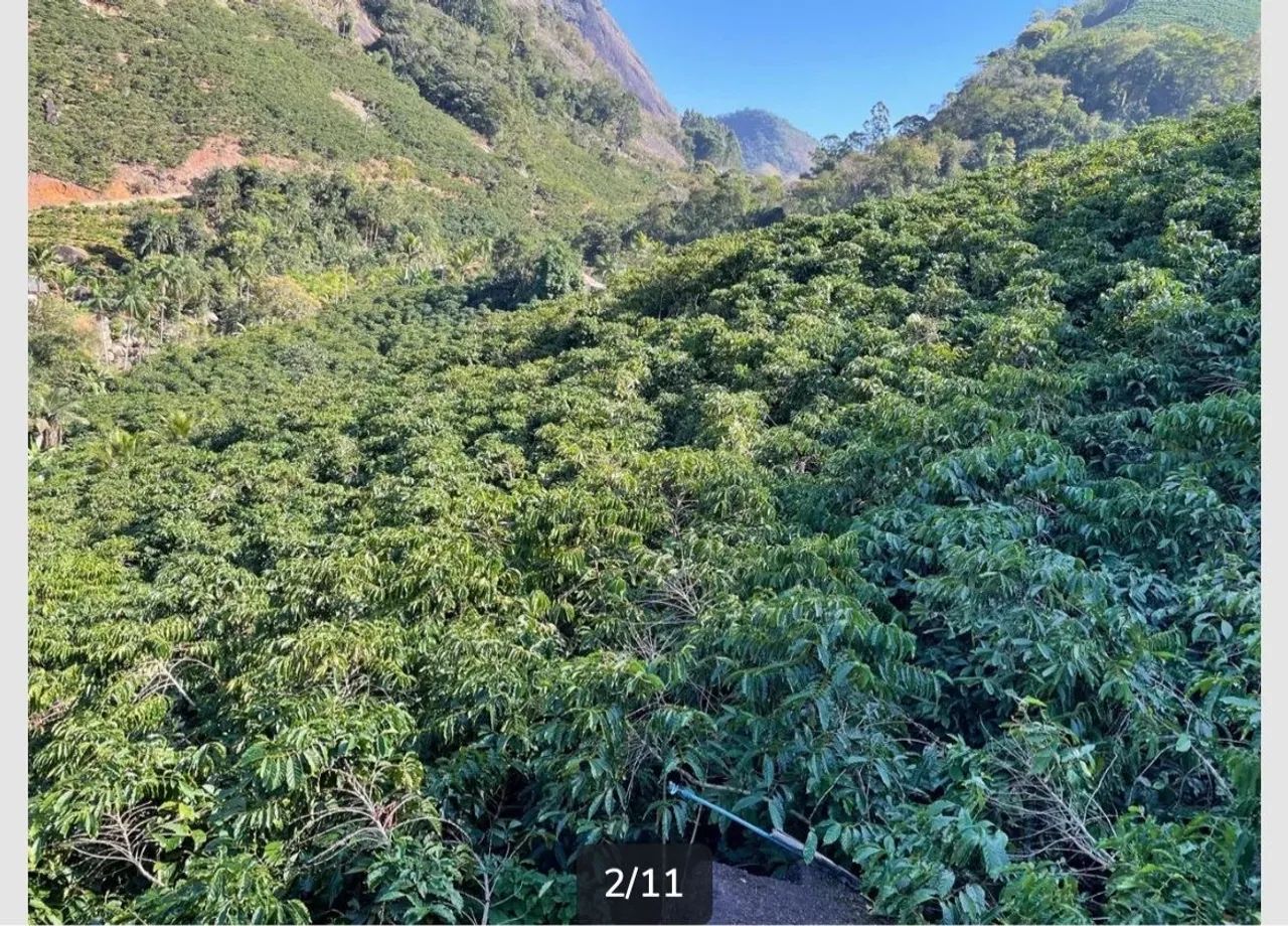Sítio com 13.000 pés de café c casa - Foto 4