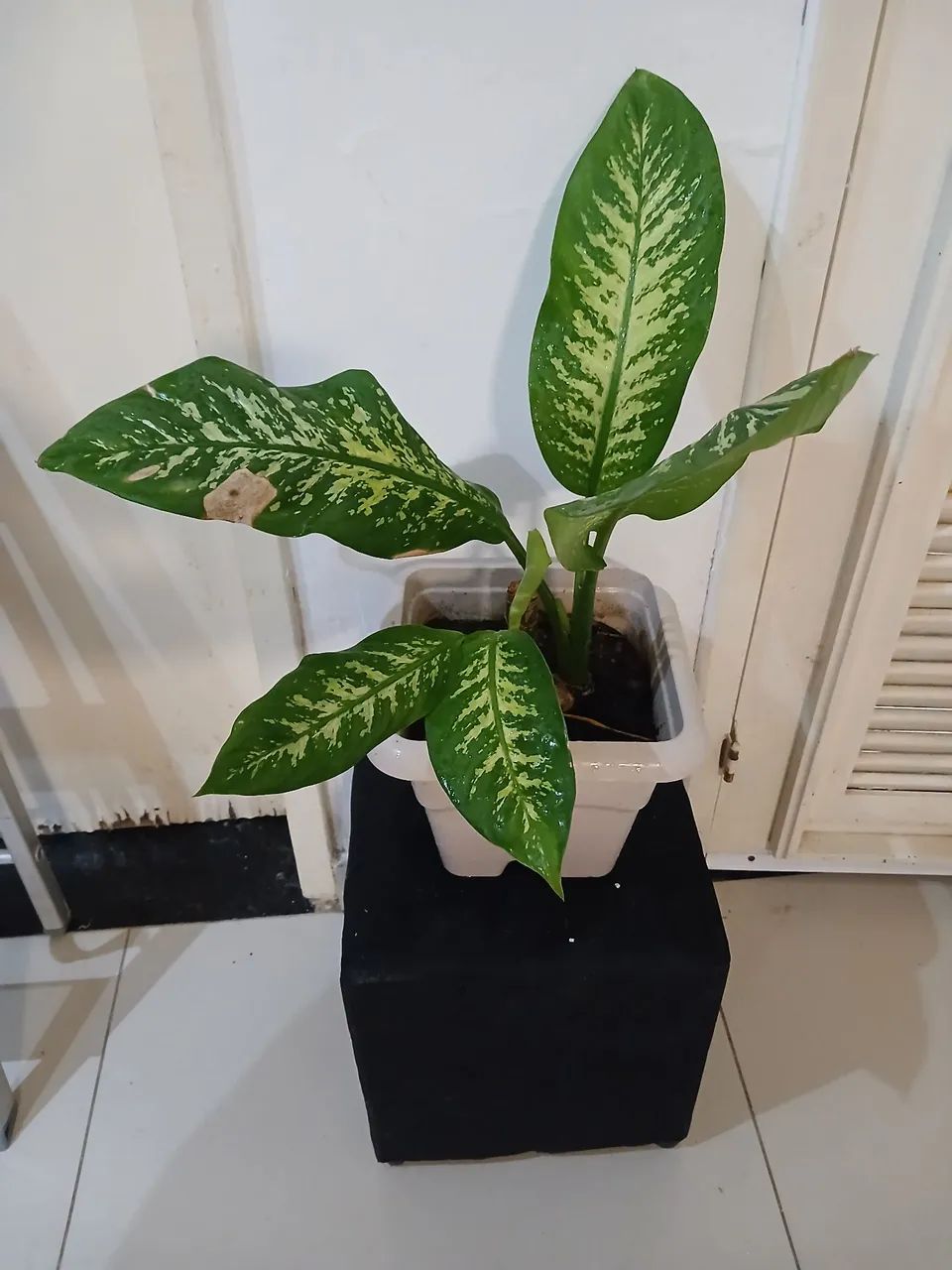 Jarro pronto com planta comigo ninguém  pode  - Foto 5