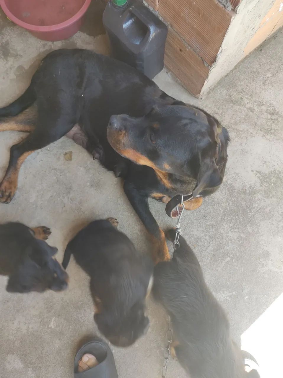 Rottweilers Alemães Cabeça de Touro!!! - Foto 3