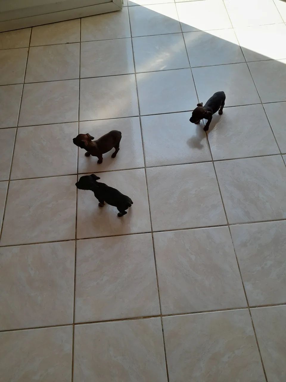 Filhotes de pinscher  - Foto 5