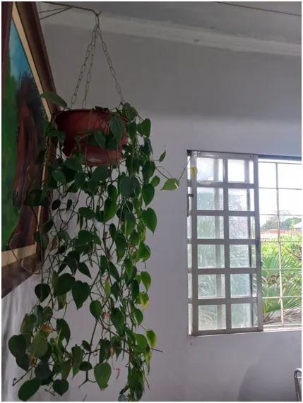 Lindas plantas, por apenas R$ 960,00, todas no vaso e com suportes metálicos.