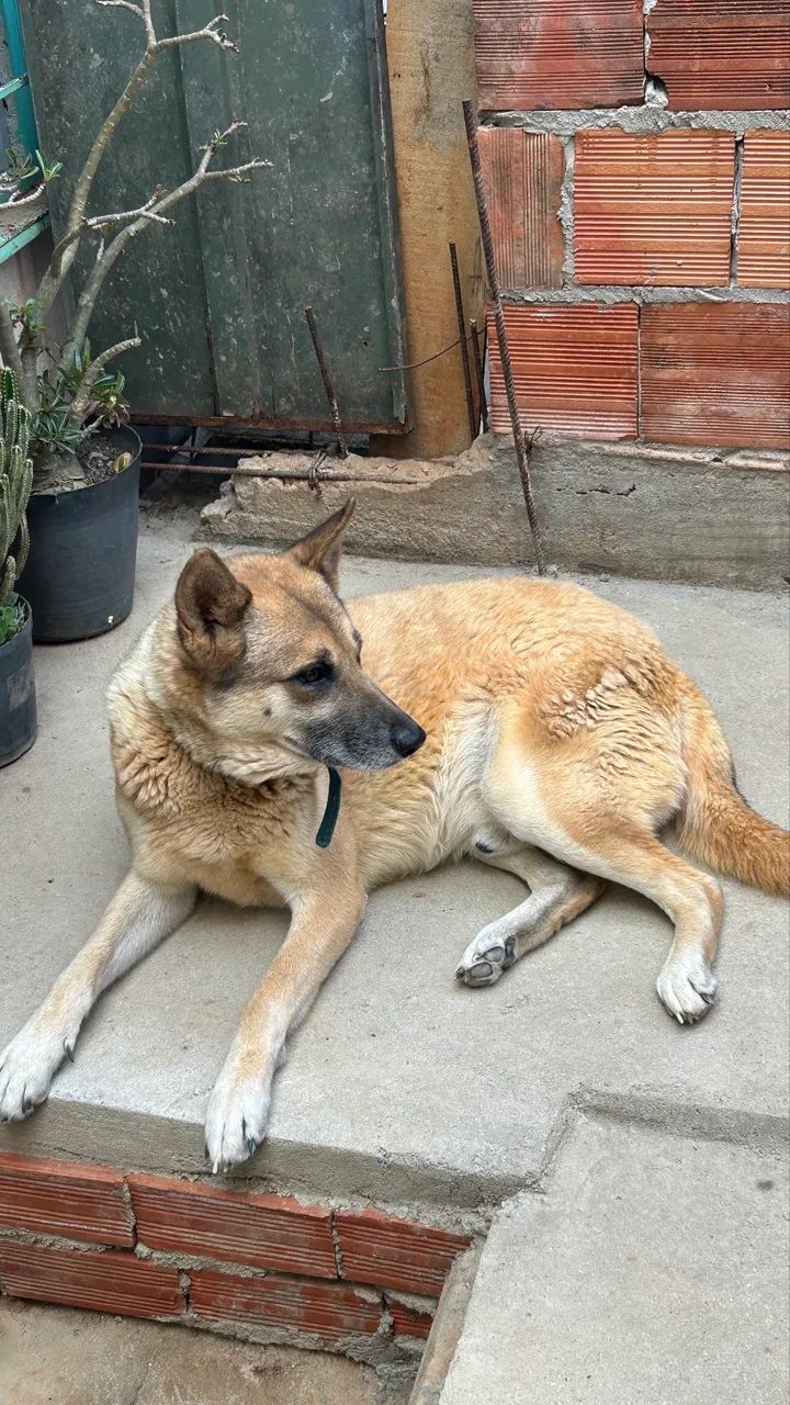 Doação de cachorro 