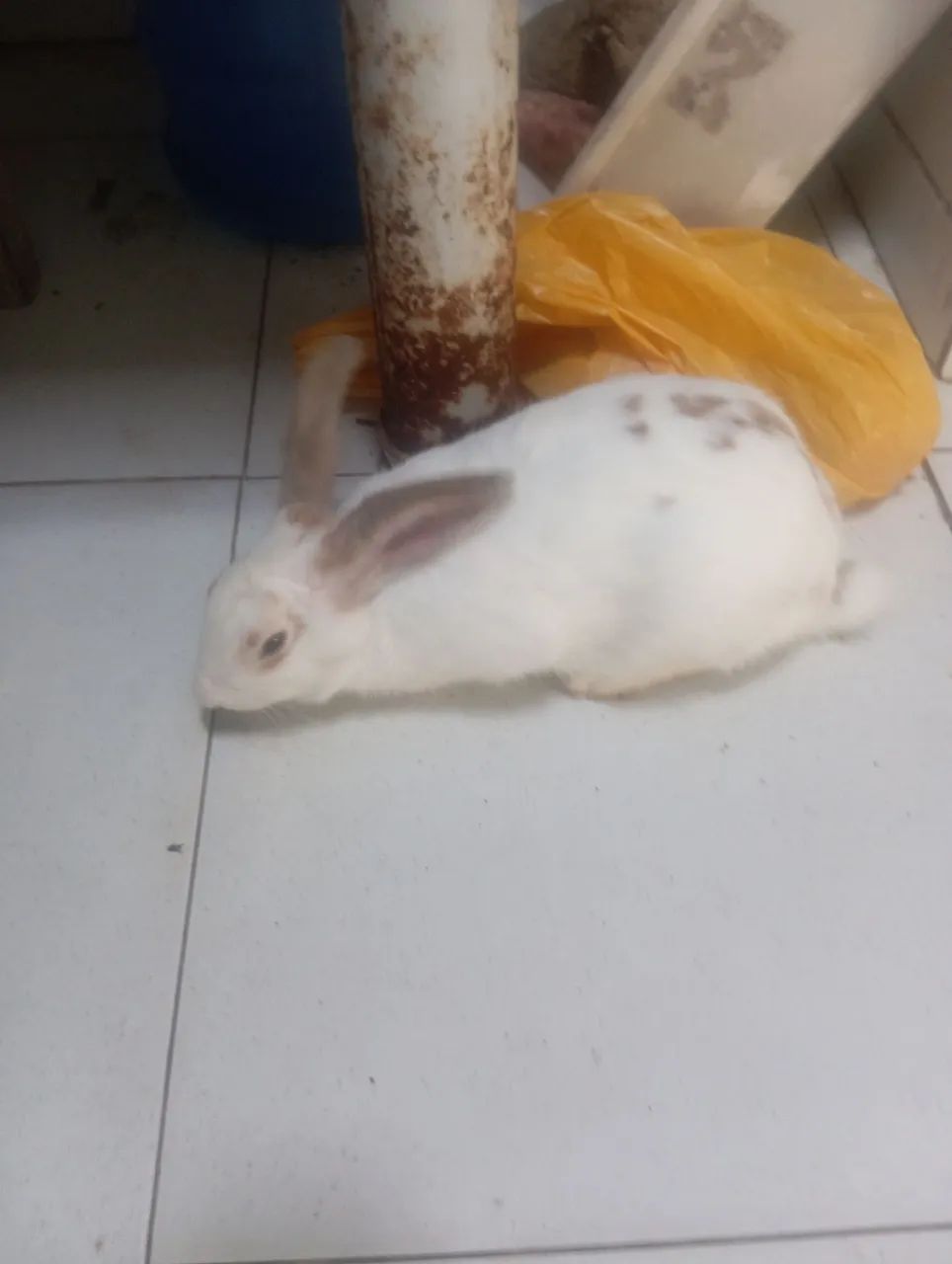 Vende-se Coelho da raça Rex