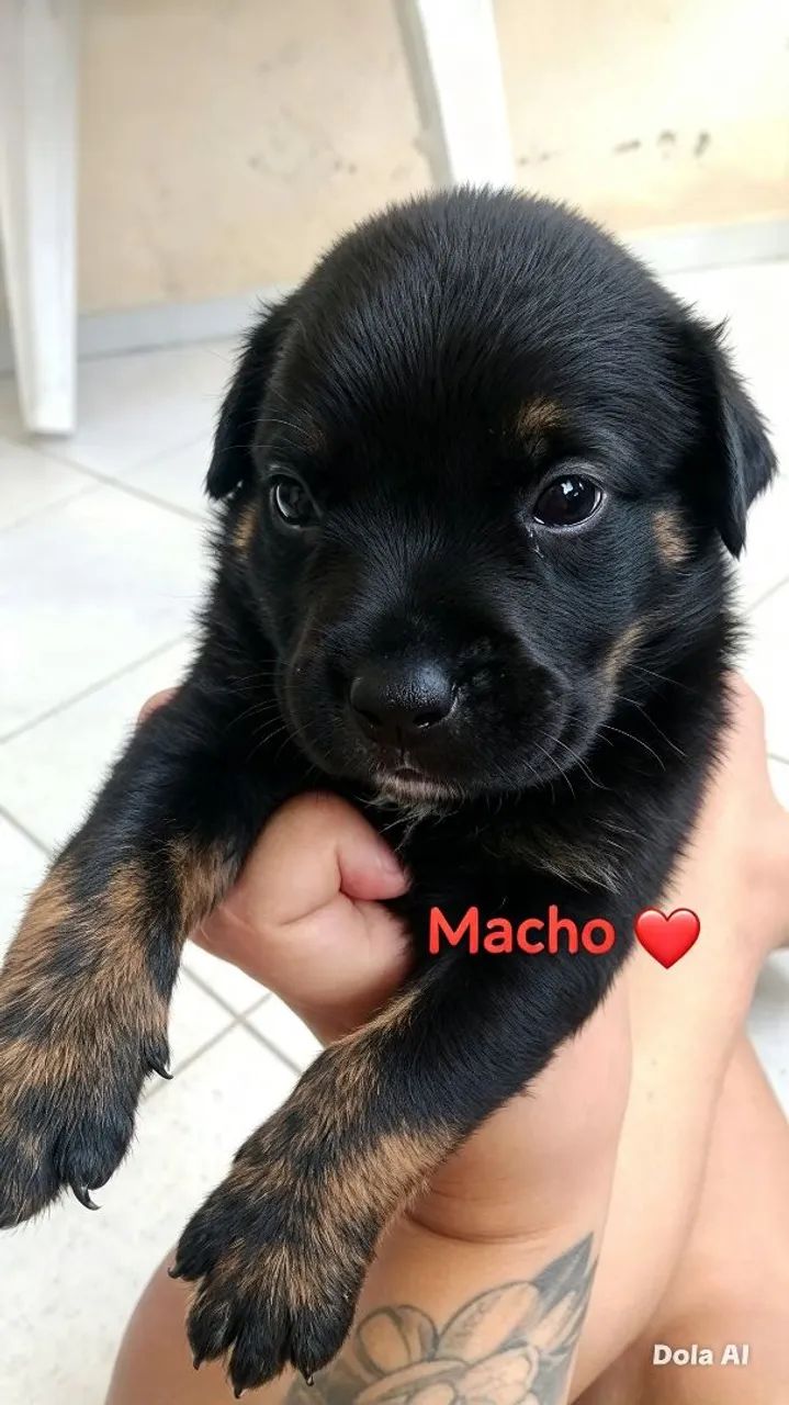 Rottweiler com pitbul  - Foto 5