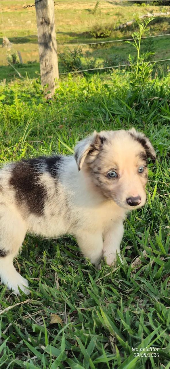 Border collie  - Foto 3