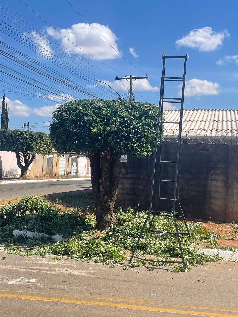 Serviço de jardinagem em geral  - Foto 3