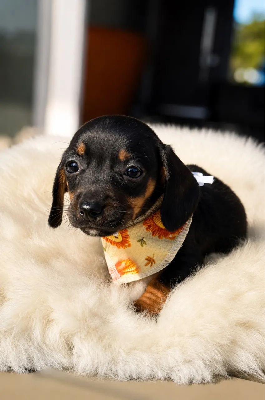 Dachshund Filhotes Linguicinha Salsichinha - Foto 6