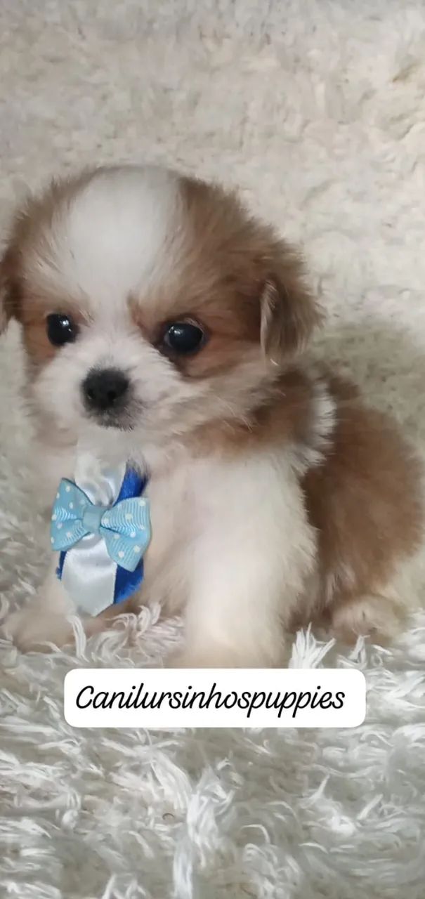 lhasa apso seu bebe esta aqui entrega já  - Foto 4