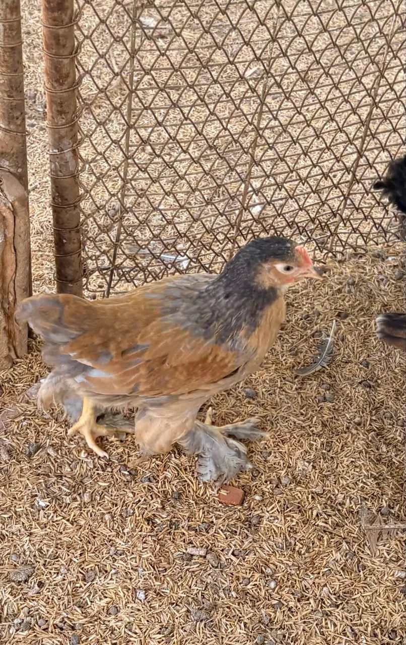 Pintinhos de Garnize, Brahma e Sedosa  - Foto 6