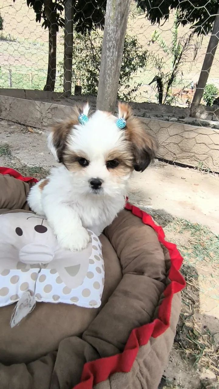 Lhasa Apso - Foto 4