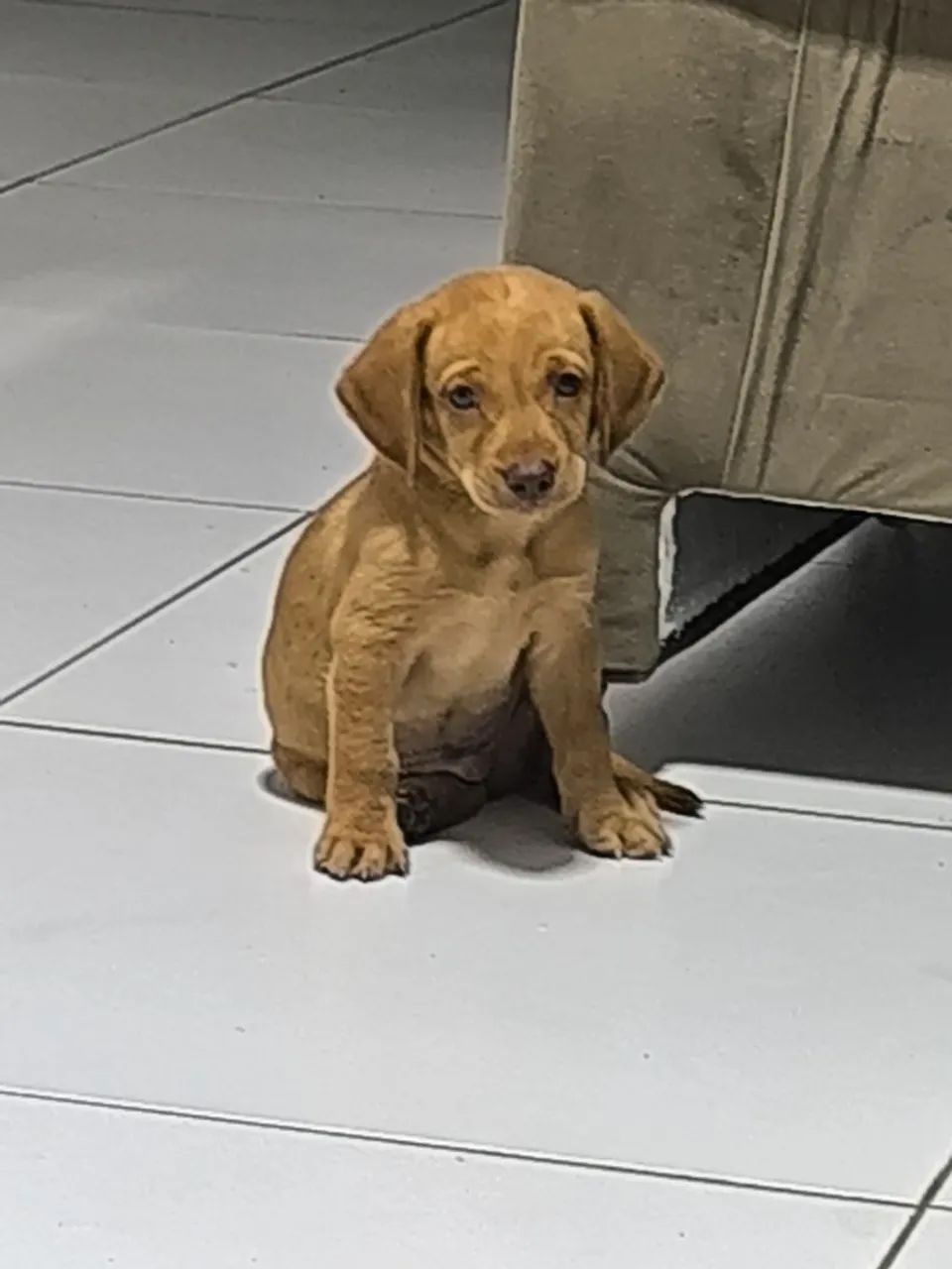 Vendo Labrador Retriber Macho! 2 Meses  - Foto 4