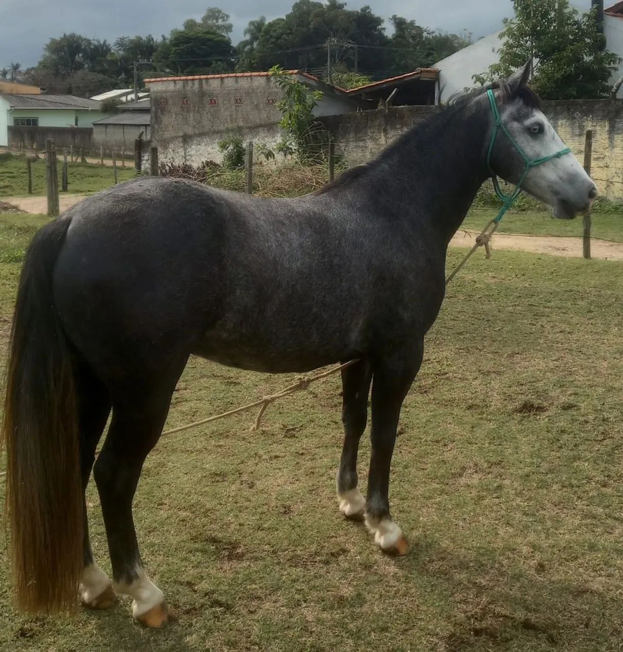 Vendo cavalo tordilho quarto de milha 