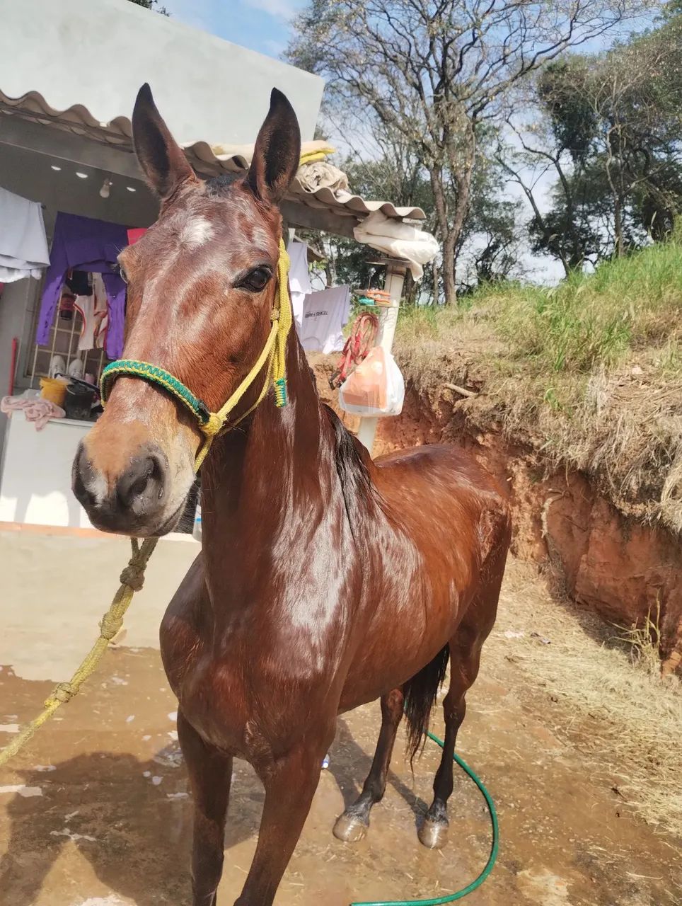 Cavalos e cela pra vender  - Foto 5