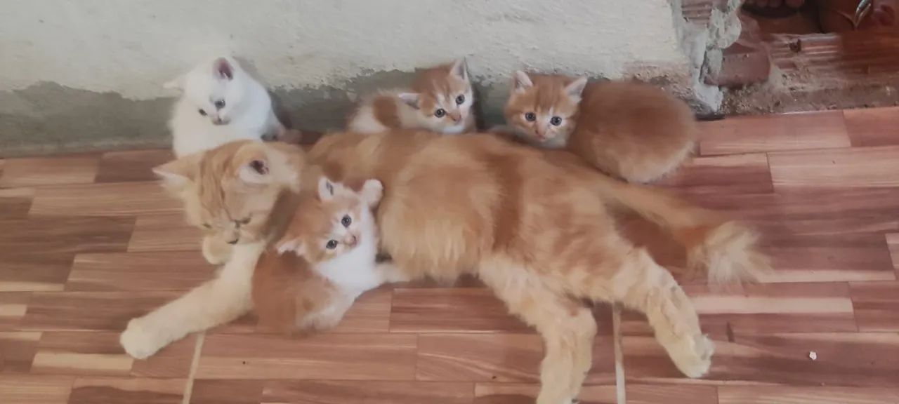 Gatos angora  - Foto 2